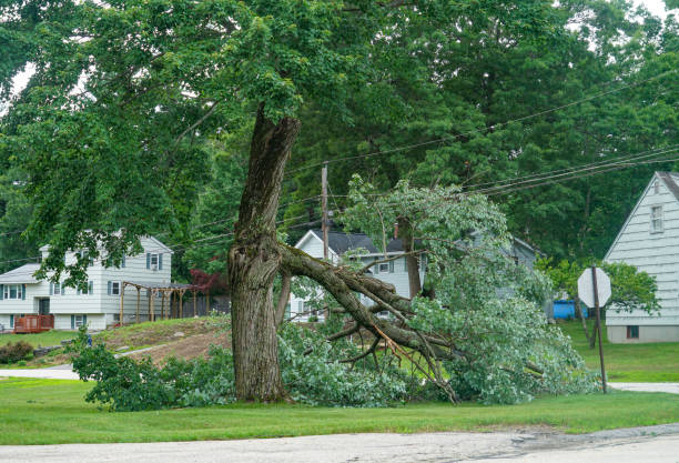 Best Professional Tree Care  in Mountain Home, AR